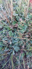 Trifolium subterraneum