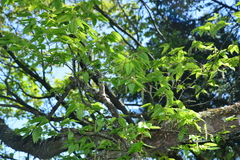 Carpinus rankanensis