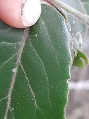 Maytenus peduncularis