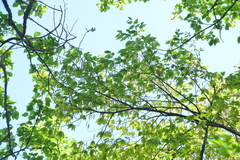 Carpinus rankanensis