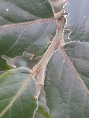 Maytenus peduncularis