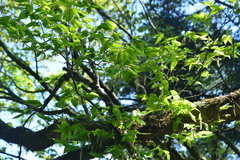 Carpinus rankanensis