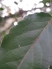 Maytenus peduncularis