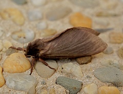 Oxycanus silvanus