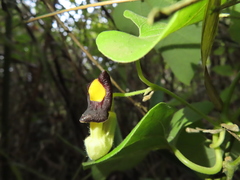 Aristolochia kaempferi