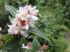 Deutzia cordatula