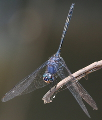 Trithemis aconita