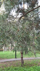 Pinus sylvestris