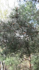 Pinus sylvestris