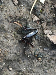 Carabus taedatus