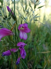 Gladiolus italicus