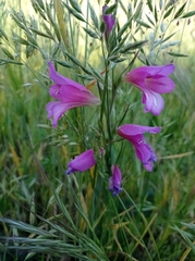 Gladiolus italicus