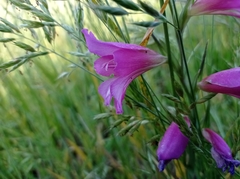 Gladiolus italicus