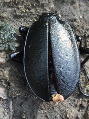 Carabus taedatus