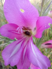 Gladiolus italicus