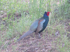 Phasianus versicolor