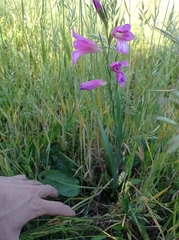 Gladiolus italicus