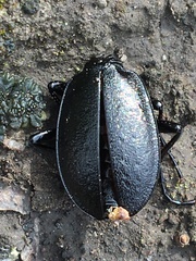 Carabus taedatus
