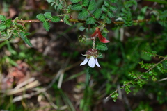 Rubus pungens oldhamii