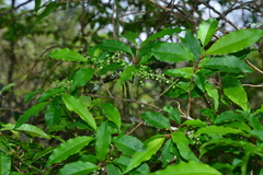Prunus buergeriana