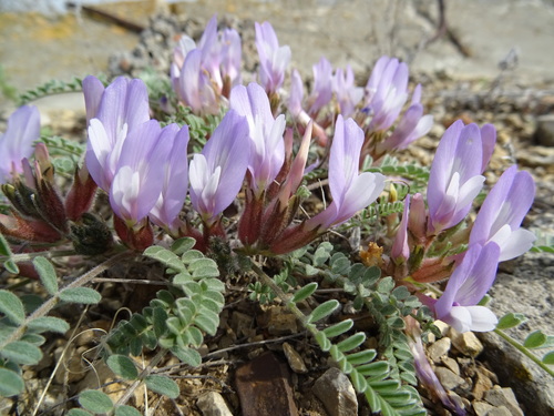 Astragalus testiculatus