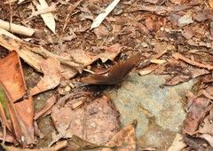 Pedaliodes baccara baccara