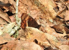 Pedaliodes baccara baccara