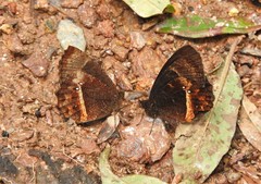 Pedaliodes baccara baccara