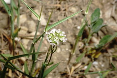 Valerianella coronata