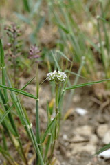 Valerianella coronata