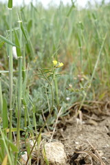 Hippocrepis ciliata