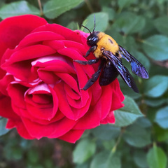 Xylocopa appendiculata appendiculata