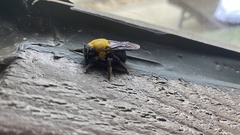 Xylocopa appendiculata appendiculata