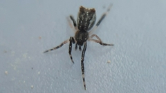 Episinus truncatus
