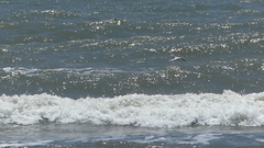 Thalasseus sandvicensis