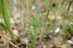 Linum corymbulosum