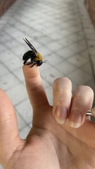 Xylocopa appendiculata appendiculata