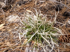 Muhlenbergia straminea