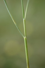 Stipa pontica