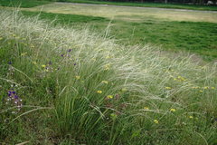 Stipa pontica