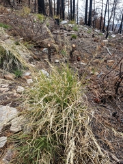 Muhlenbergia straminea