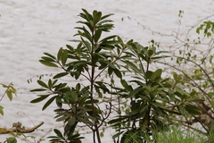 Rhododendron