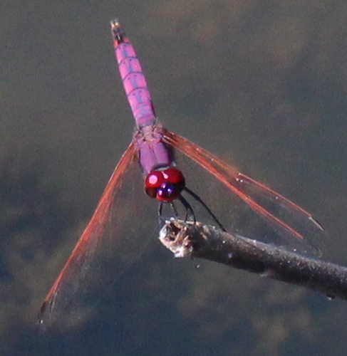 Photo of Violet Dropwing (Trithemis annulata)