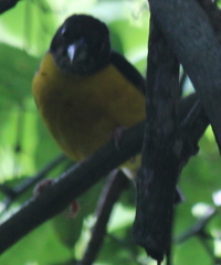 Ploceus bicolor