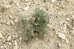 Convolvulus holosericeus