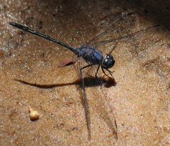 Trithemis aconita