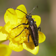 Brachysomida californica