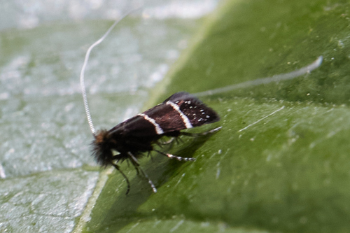 Ocean Spray Fairy Moth photo 4
