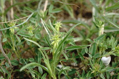 Trigonella spicata