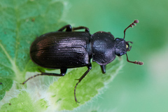 Platyceroides thoracicus